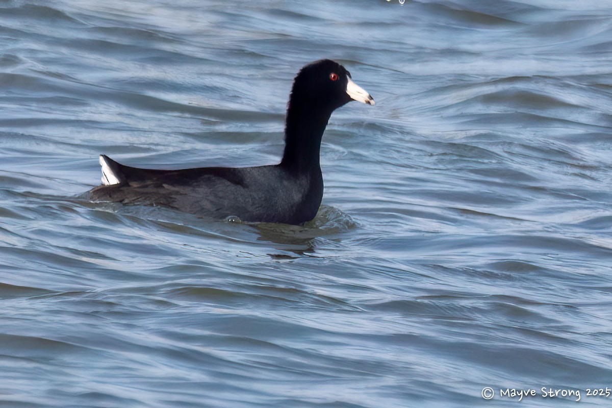 Лиска американська - ML647157152