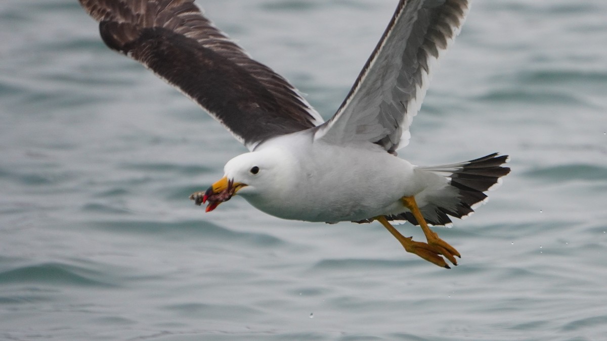 Belcher's Gull - ML647157160