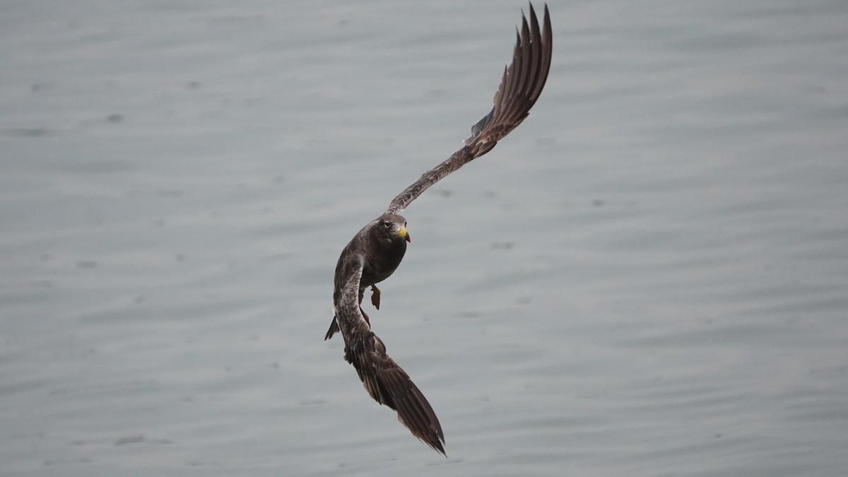 Belcher's Gull - ML647157162