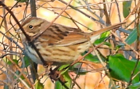 Song Sparrow - ML647157165