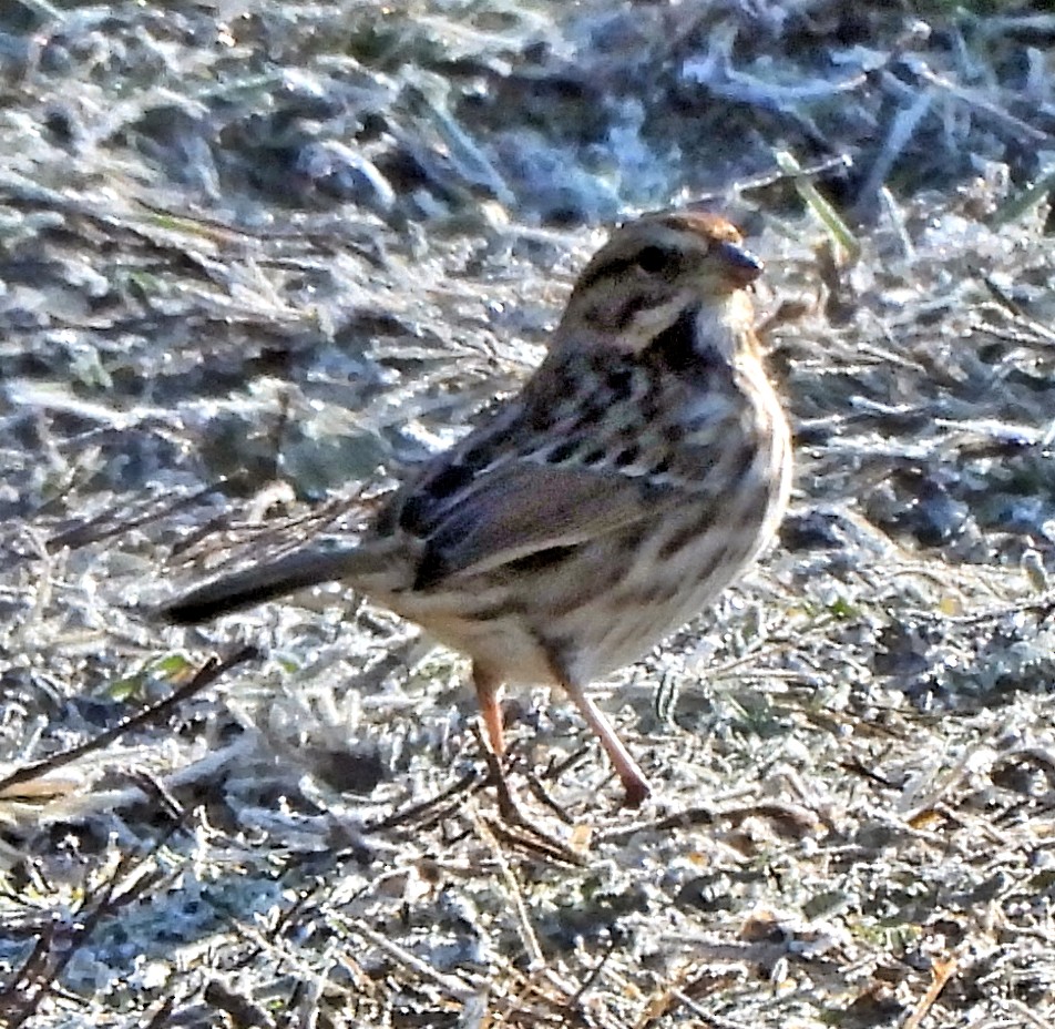 Song Sparrow - ML647157166