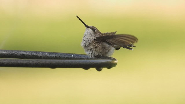 Colibri à gorge noire - ML647157175