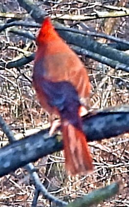 Cardinal rouge - ML647157176