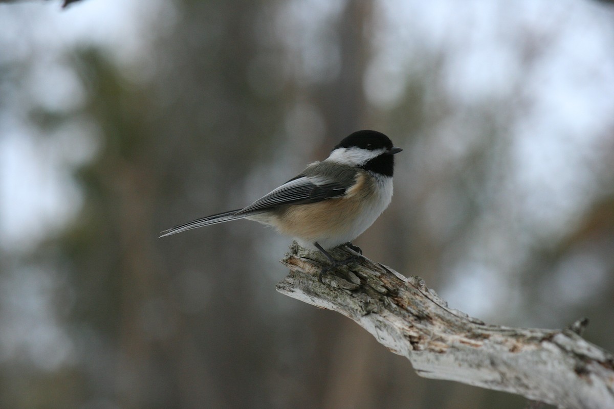 アメリカコガラ - ML647157178