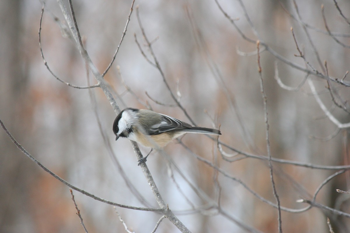 アメリカコガラ - ML647157179