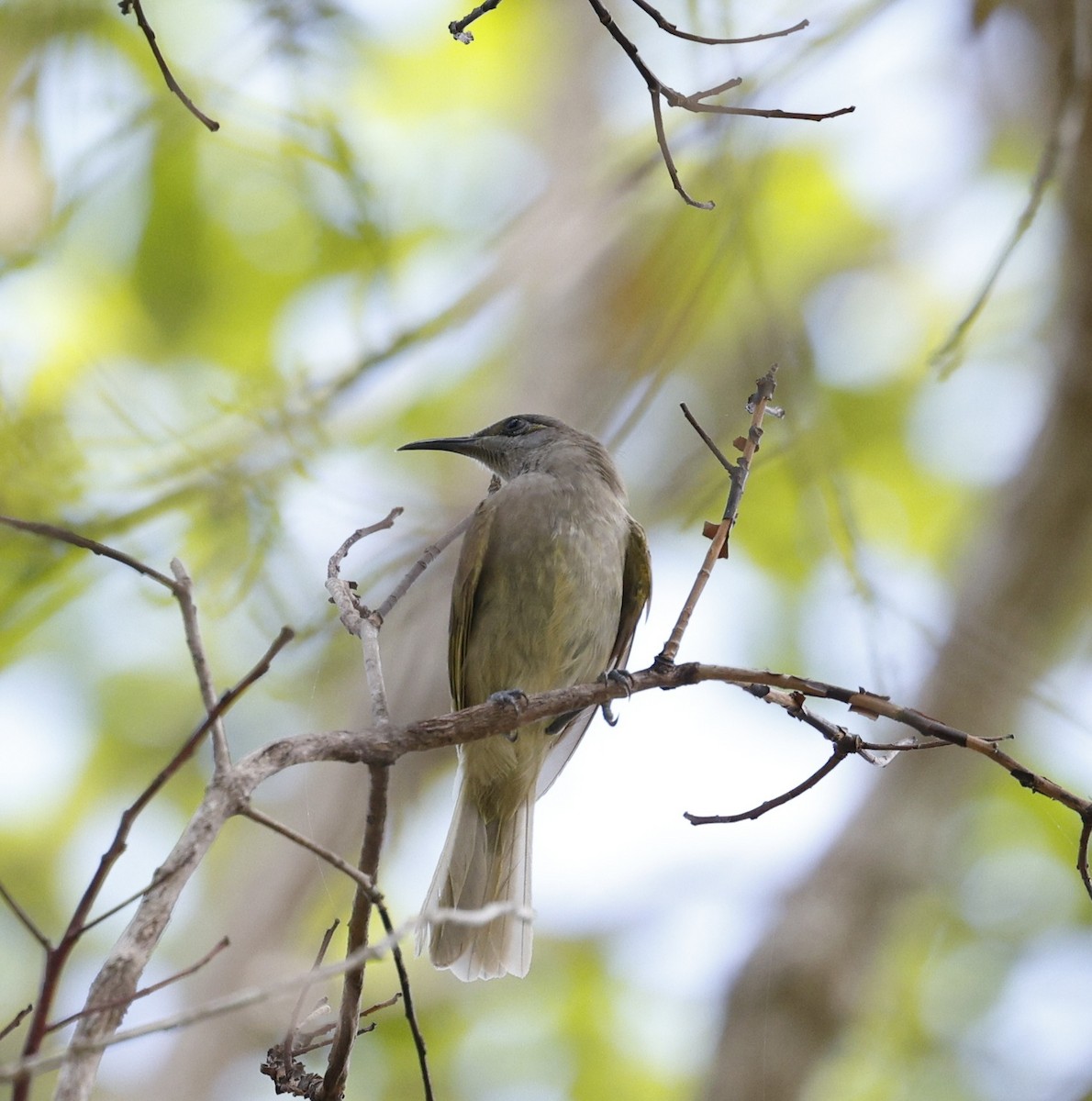 Brown Honeyeater - ML647157187