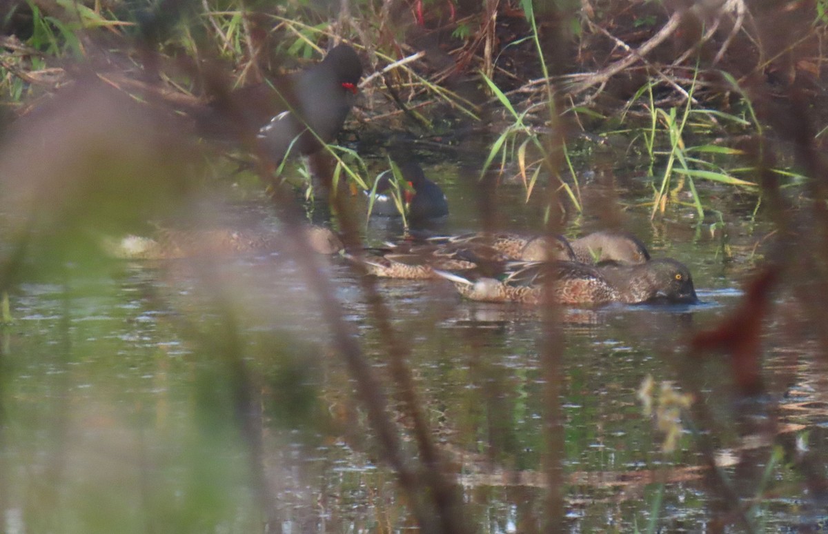 Cuchara Común - ML647157192