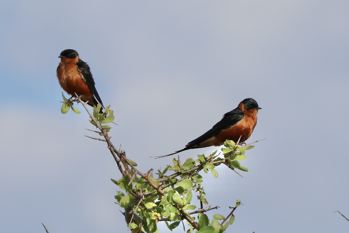 Rufous-chested Swallow - ML647157193