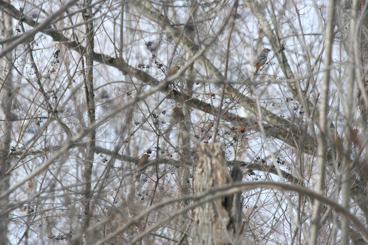 ギンザンマシコ - ML647157197