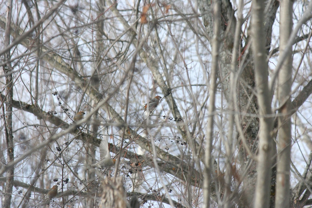 ギンザンマシコ - ML647157200