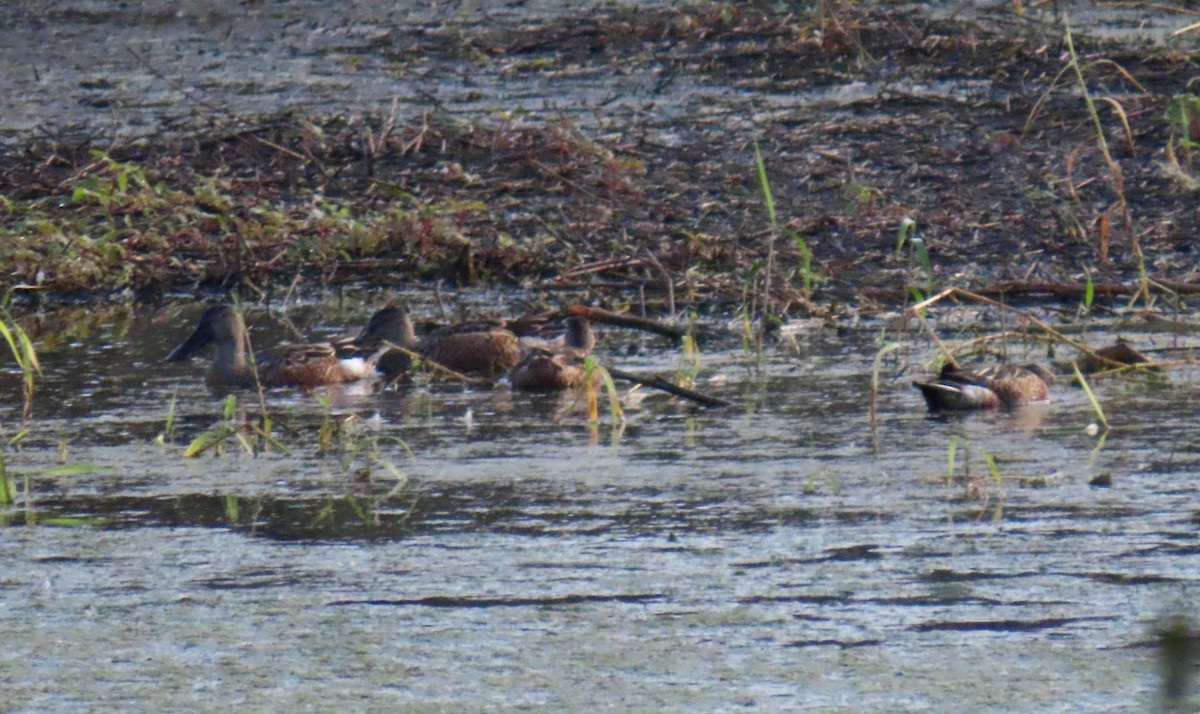 Cuchara Común - ML647157204