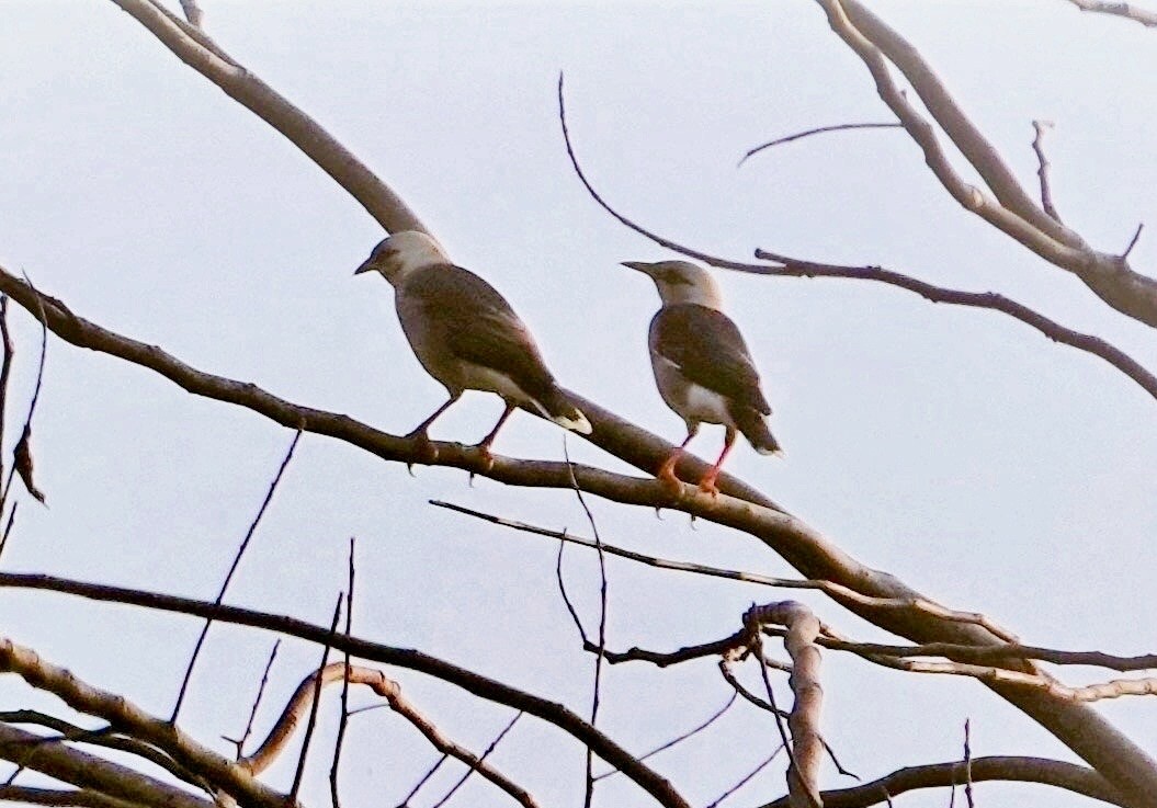 Vinous-breasted Myna - ML647157207
