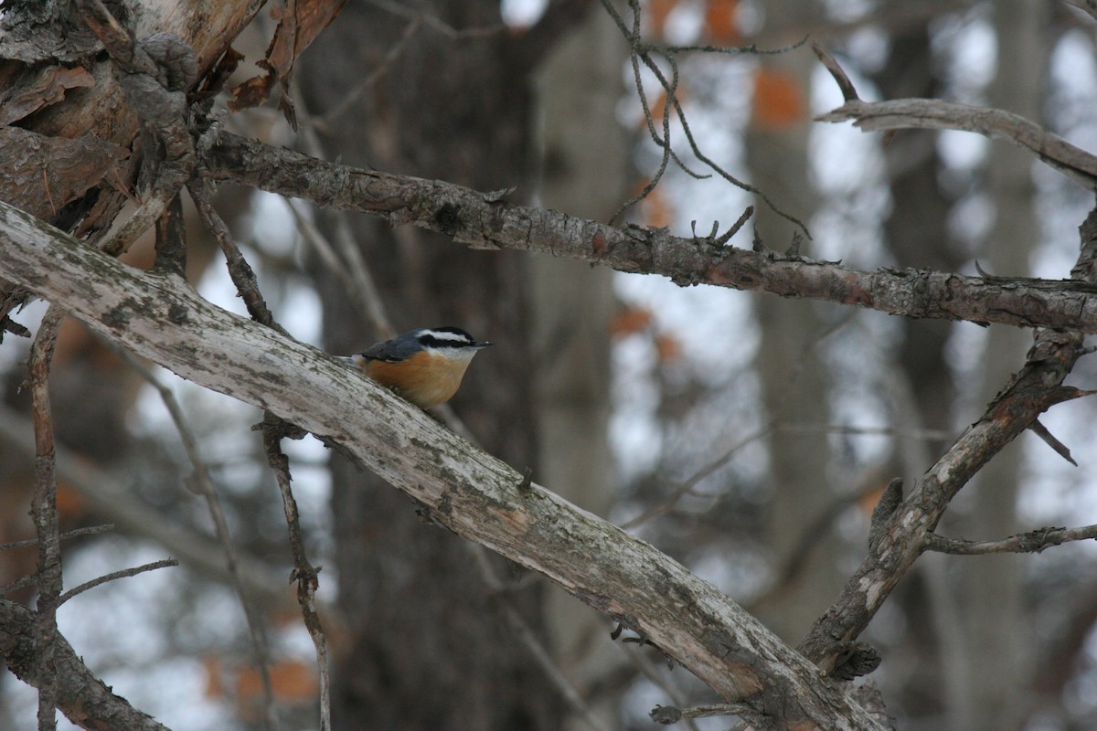 ムネアカゴジュウカラ - ML647157210