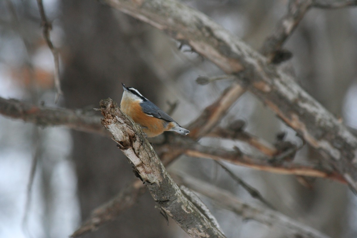 ムネアカゴジュウカラ - ML647157211