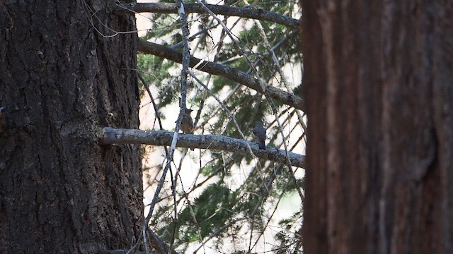 Townsend's Solitaire - ML647157217