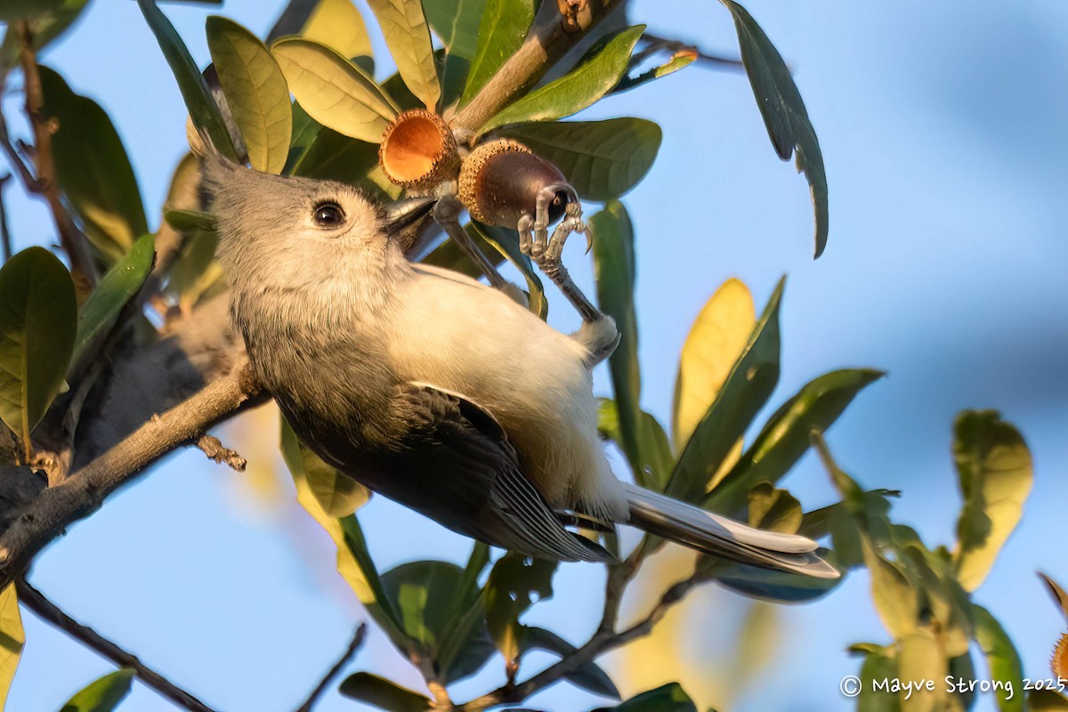 Tufted Titmouse - ML647157221
