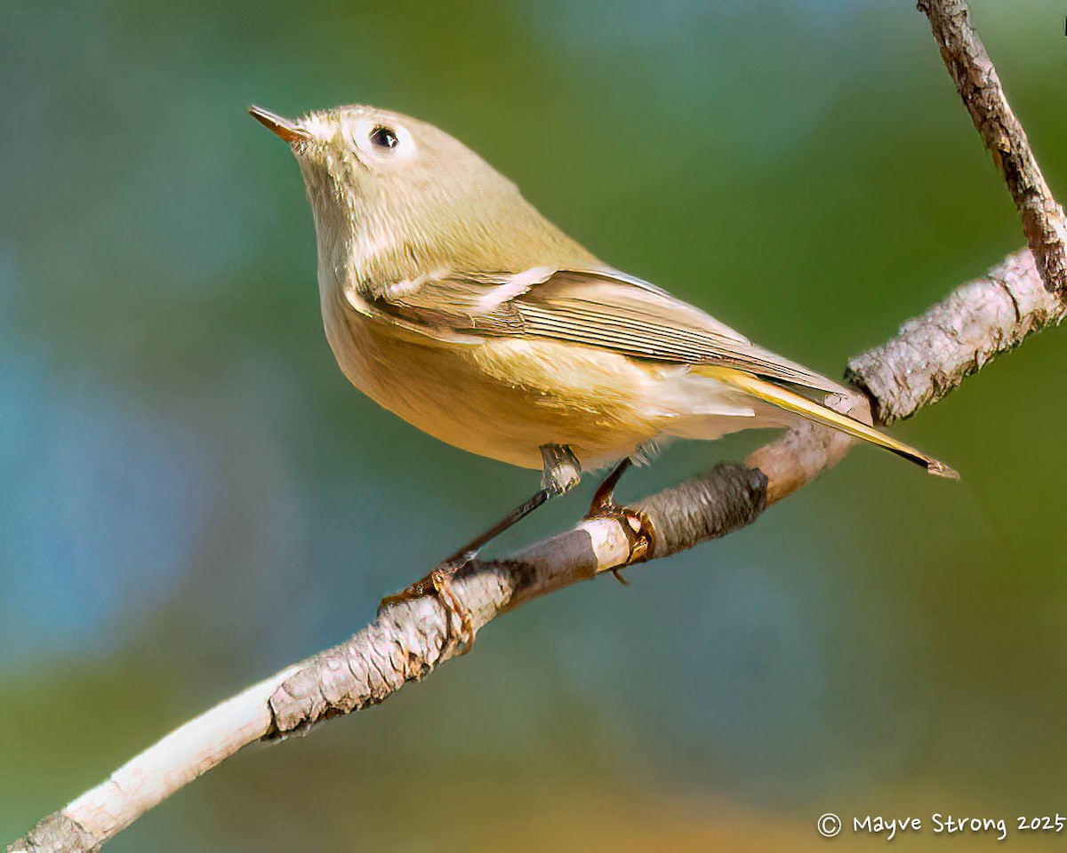 rubinfuglekonge - ML647157226