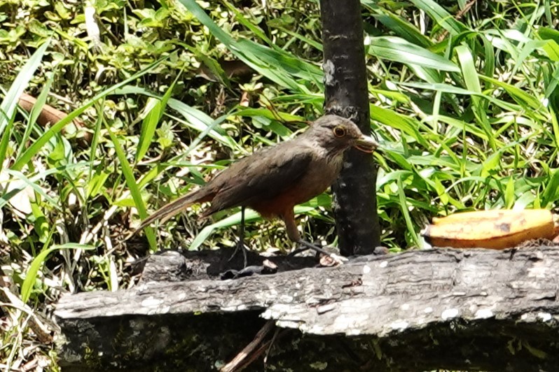 Rufous-bellied Thrush - ML647157228