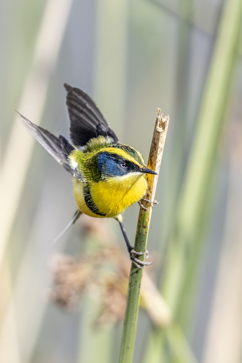 Many-colored Rush Tyrant - ML647157234