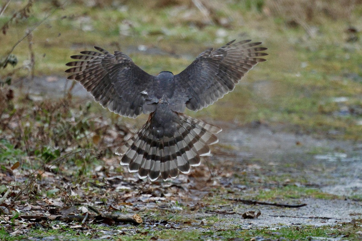 Cooper's Hawk - ML647157249