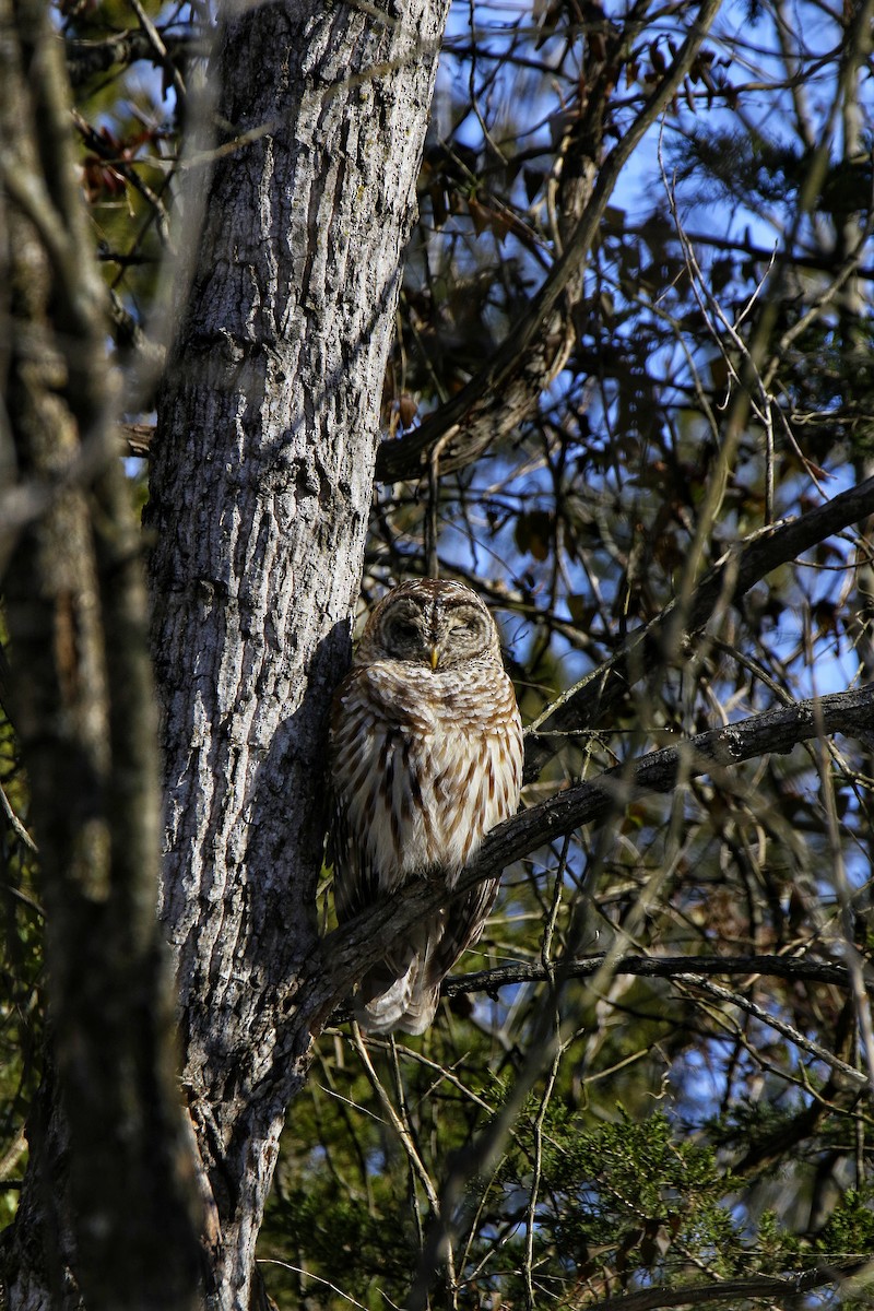 Barred Owl - ML647157250