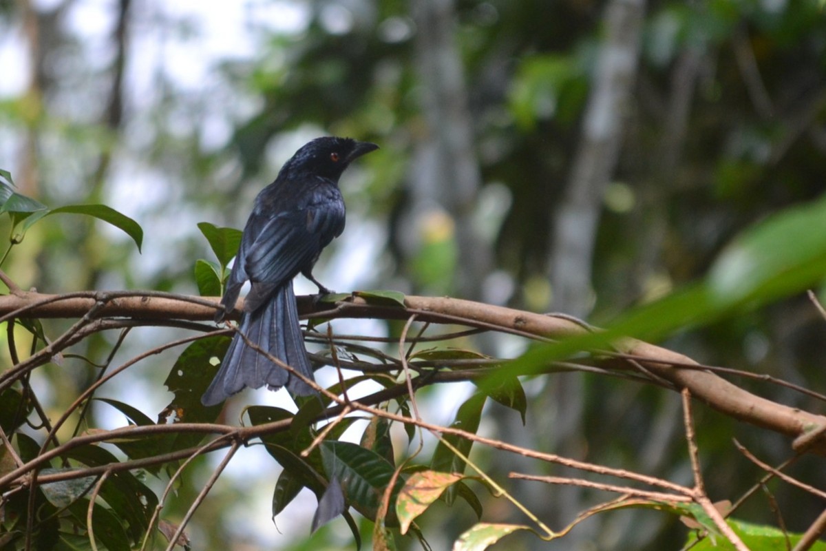 Райский дронго - ML647157254