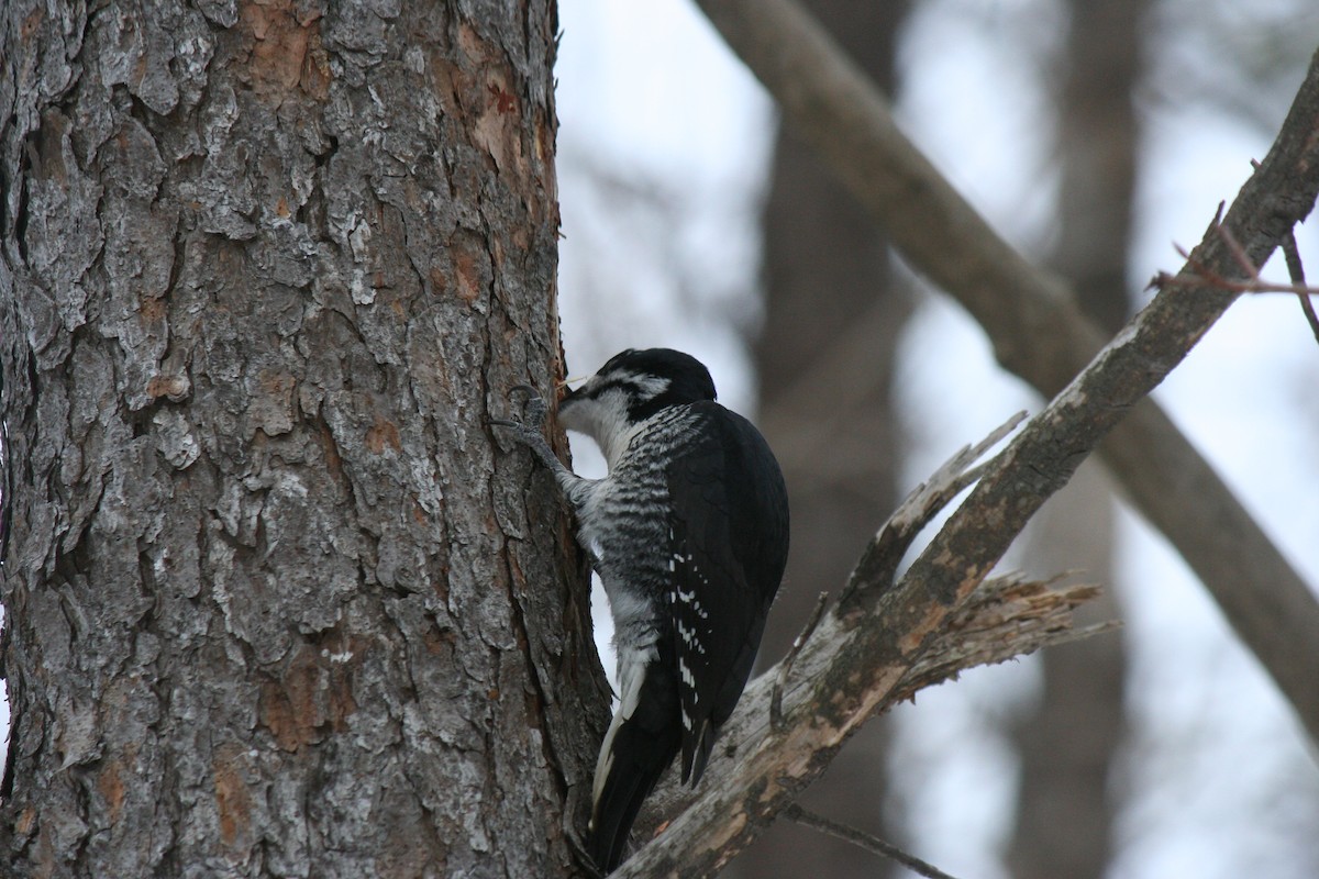Black-backed Woodpecker - ML647157255