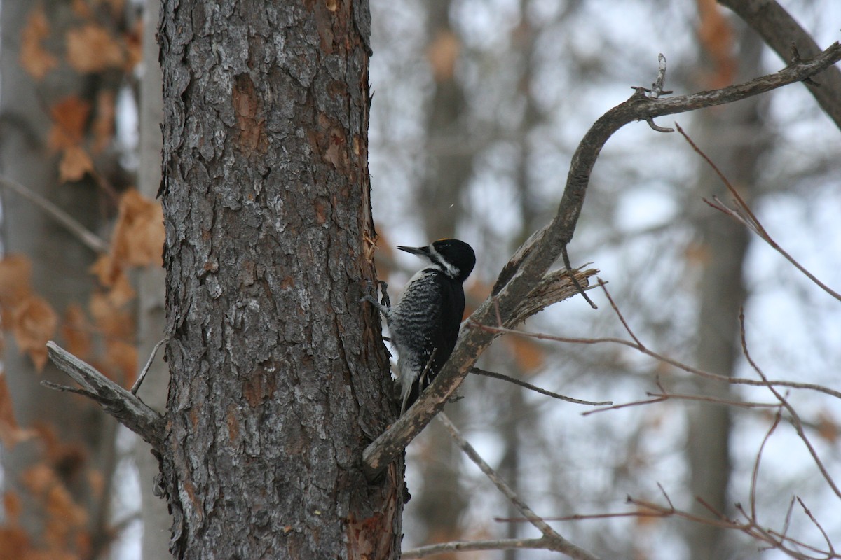 Black-backed Woodpecker - ML647157256