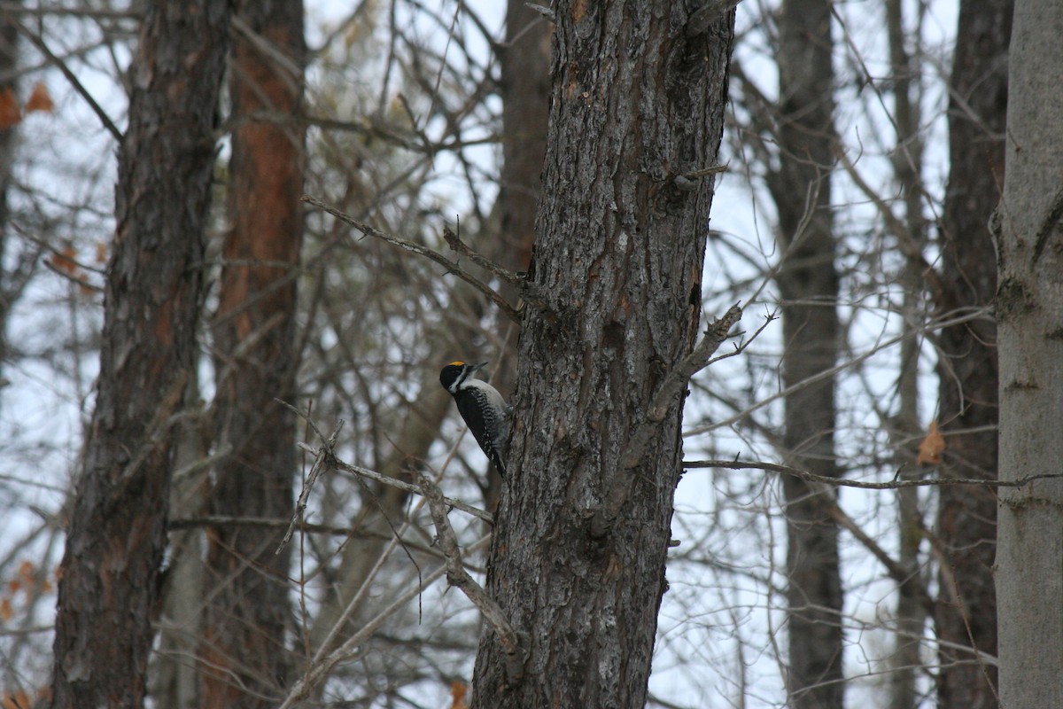 Black-backed Woodpecker - ML647157257