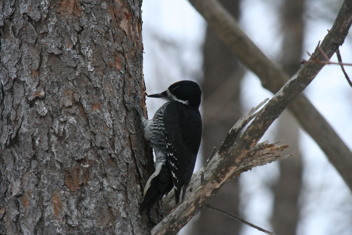 Black-backed Woodpecker - ML647157258