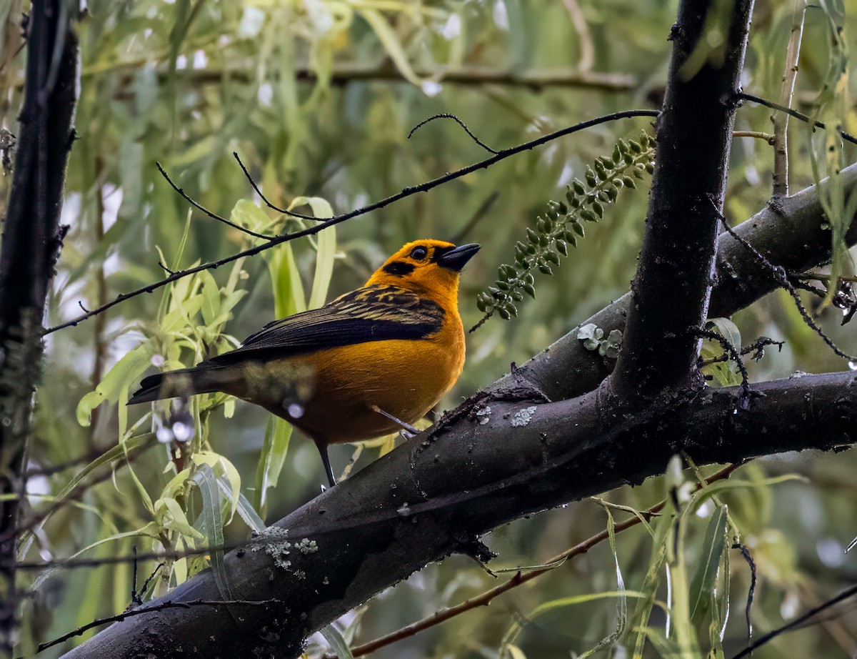 Golden Tanager - ML647157266