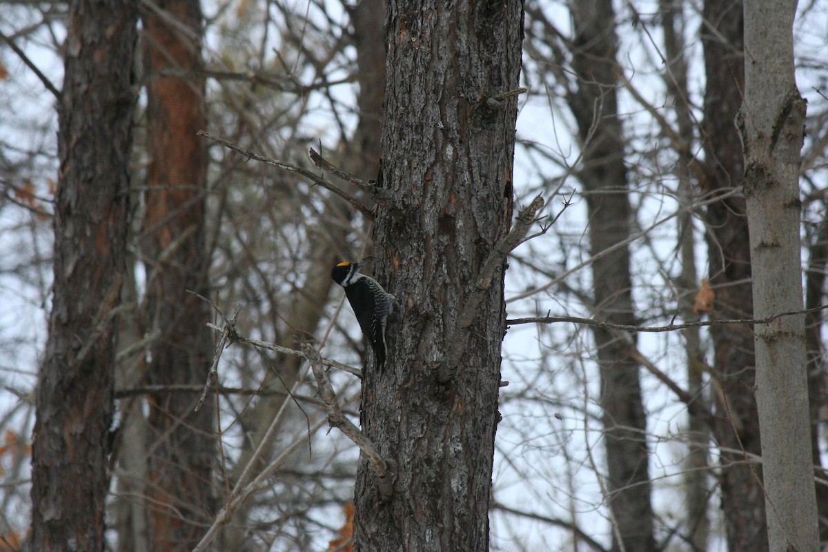 Black-backed Woodpecker - ML647157270