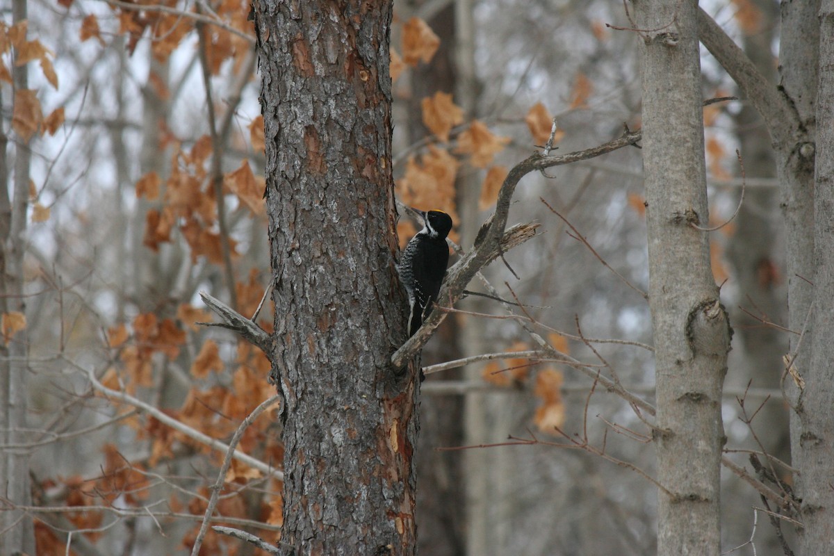 Black-backed Woodpecker - ML647157272