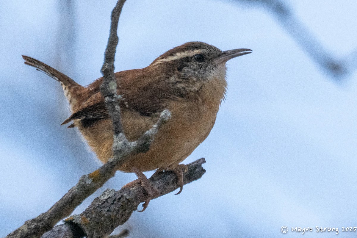 Carolina Wren - ML647157277