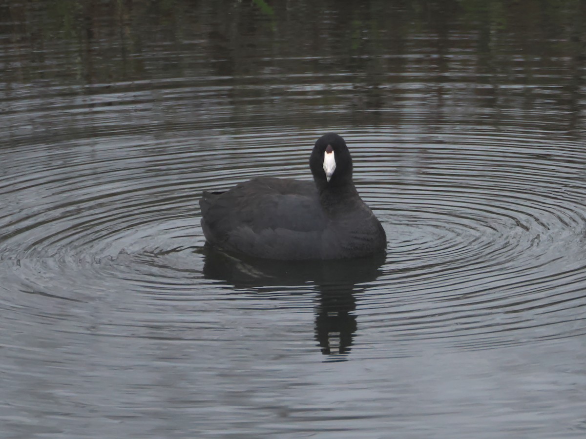 Лиска американська - ML647157278