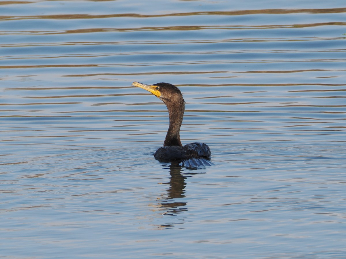 Double-crested Cormorant - ML647157281
