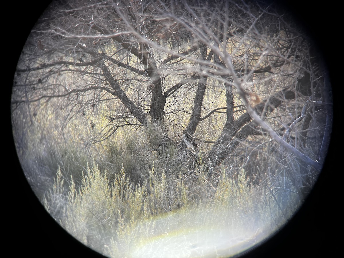 Cooper's Hawk - ML647157284