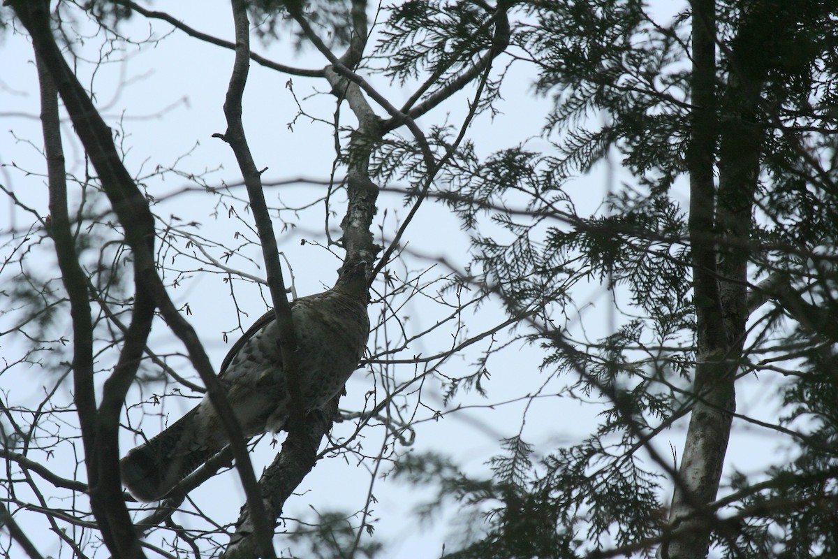 エリマキライチョウ - ML647157288