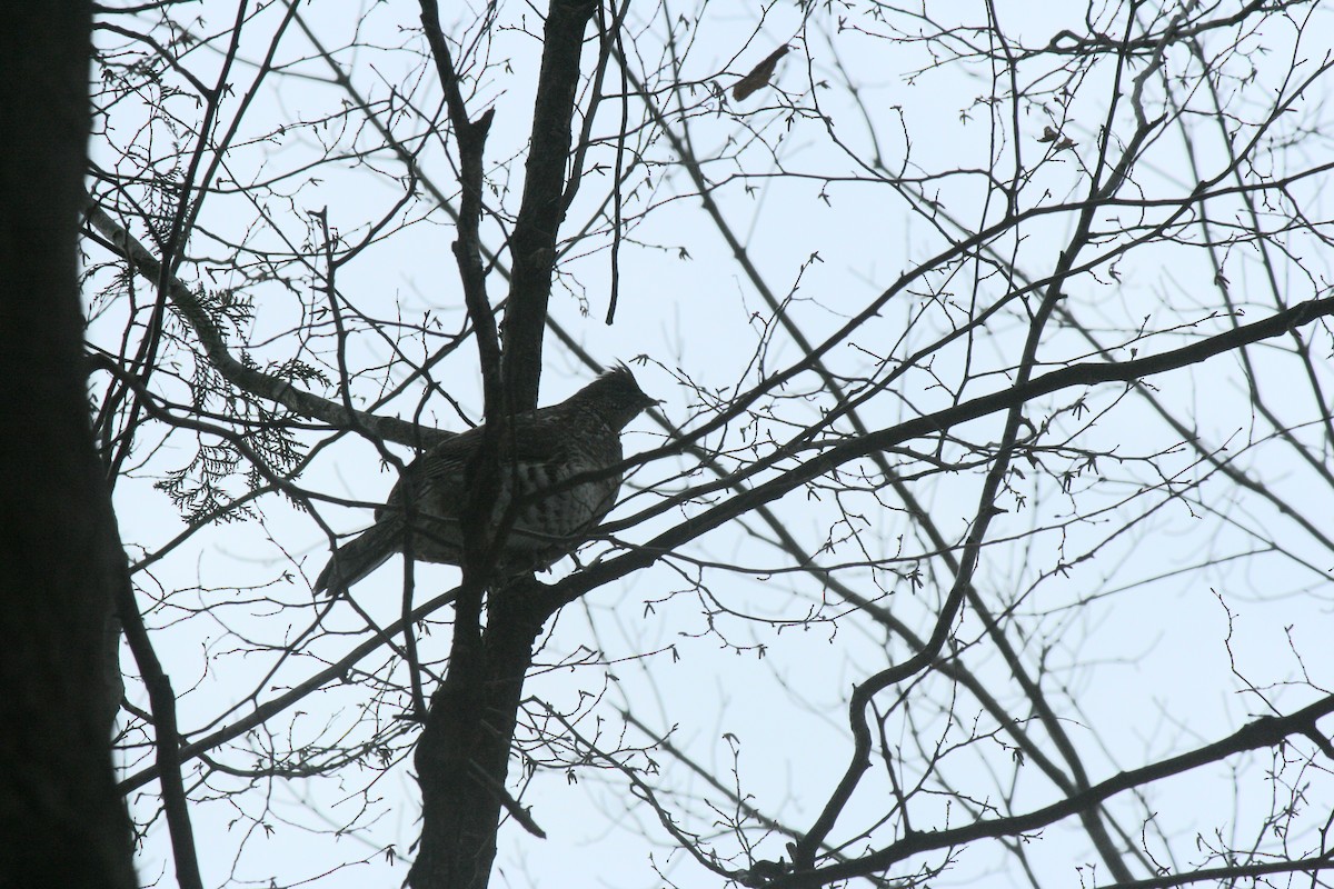 エリマキライチョウ - ML647157289