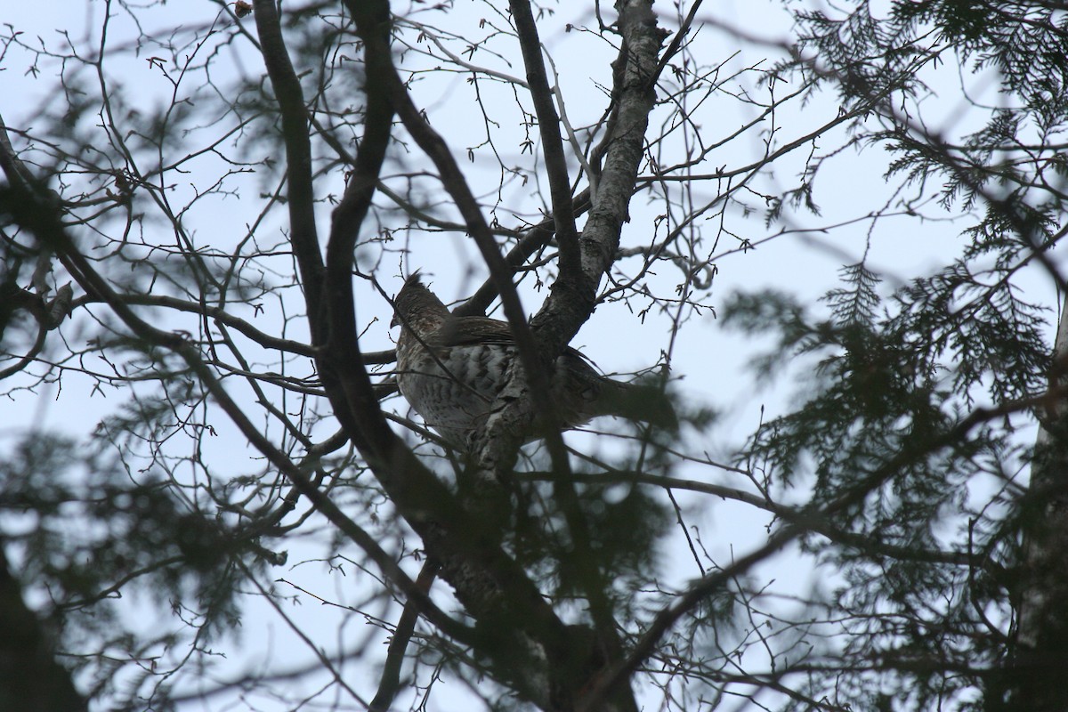 エリマキライチョウ - ML647157291