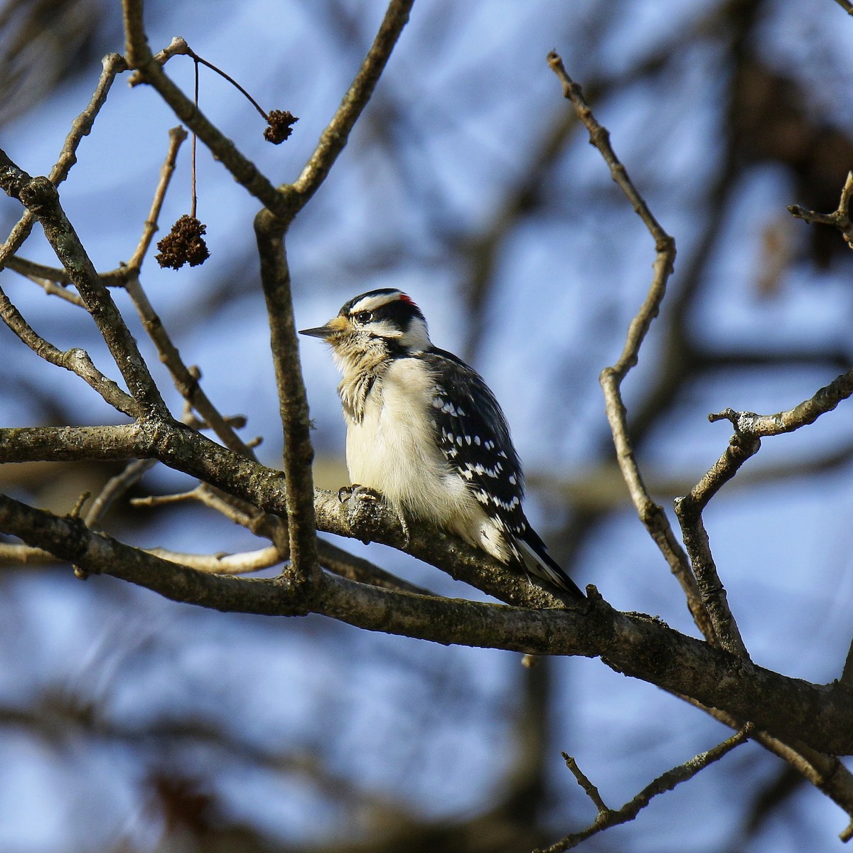 Downy Woodpecker - ML647157302