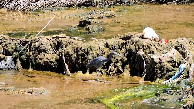 Little Blue Heron - ML647157303
