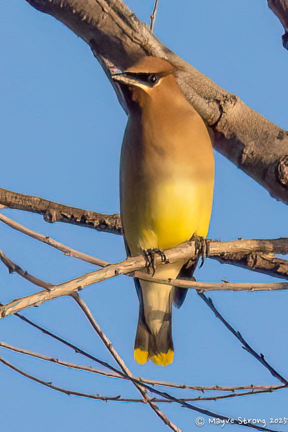 Cedar Waxwing - ML647157310