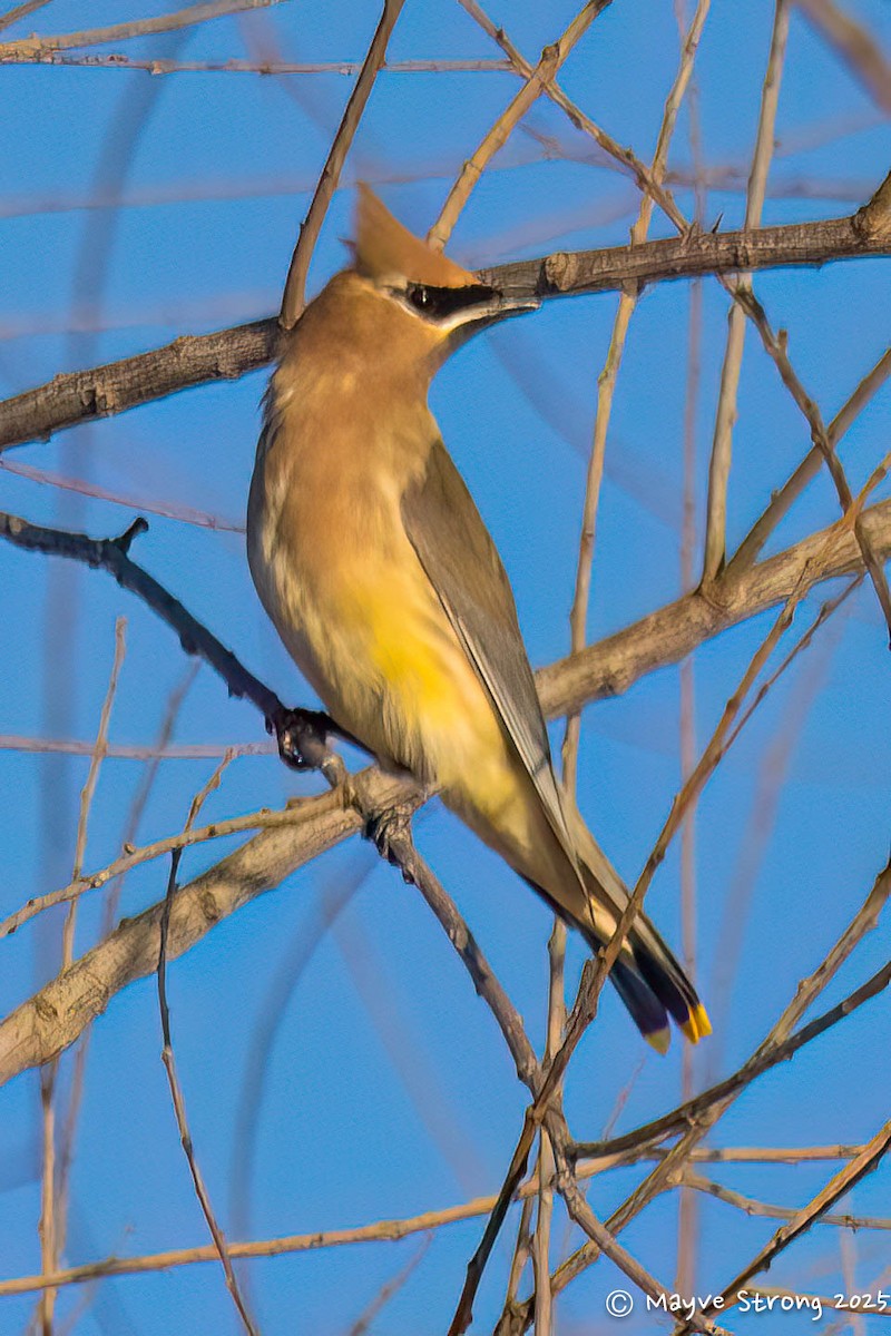 Cedar Waxwing - ML647157311