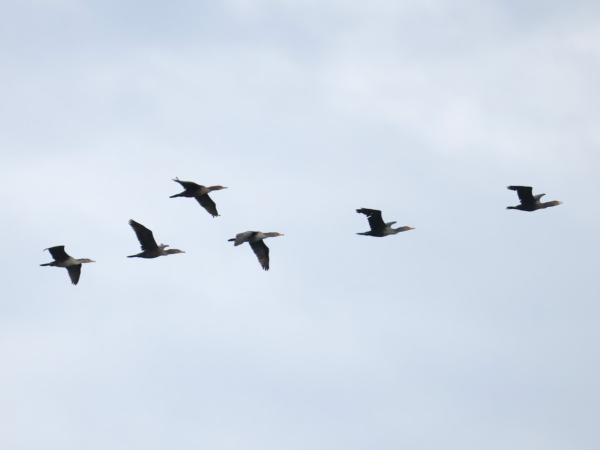 Double-crested Cormorant - ML647157313