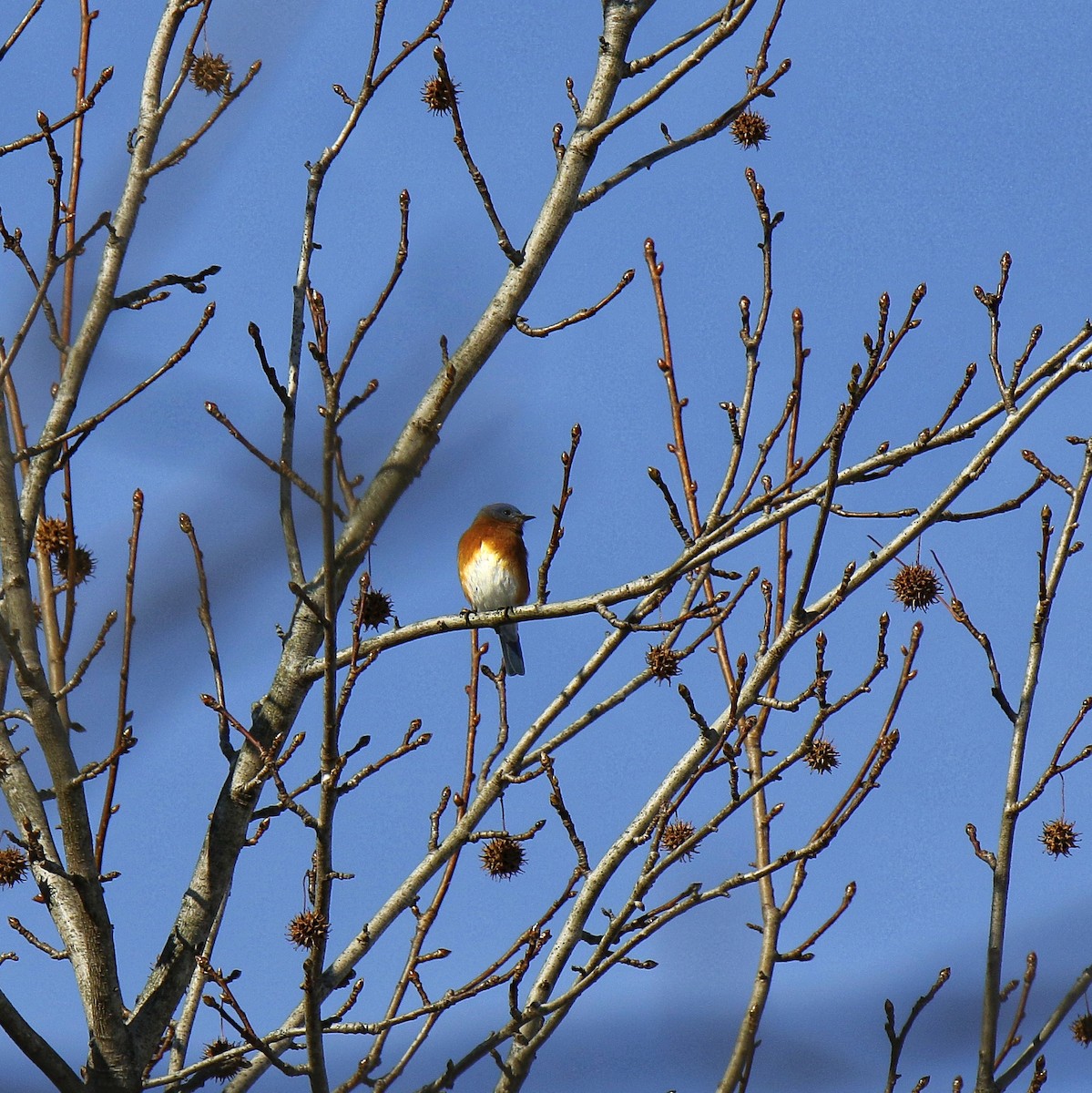 Eastern Bluebird - ML647157315
