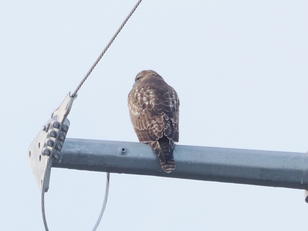 Red-tailed Hawk - ML647157316