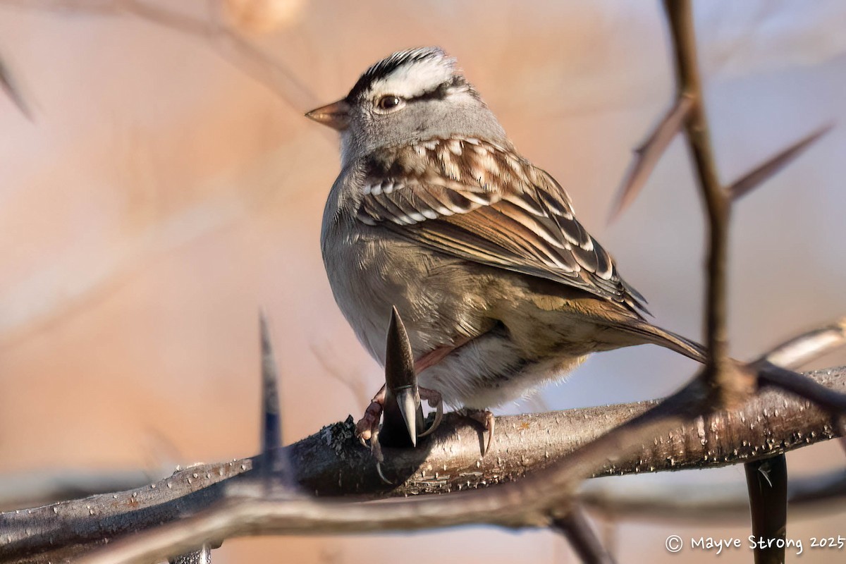 White-crowned Sparrow - ML647157319