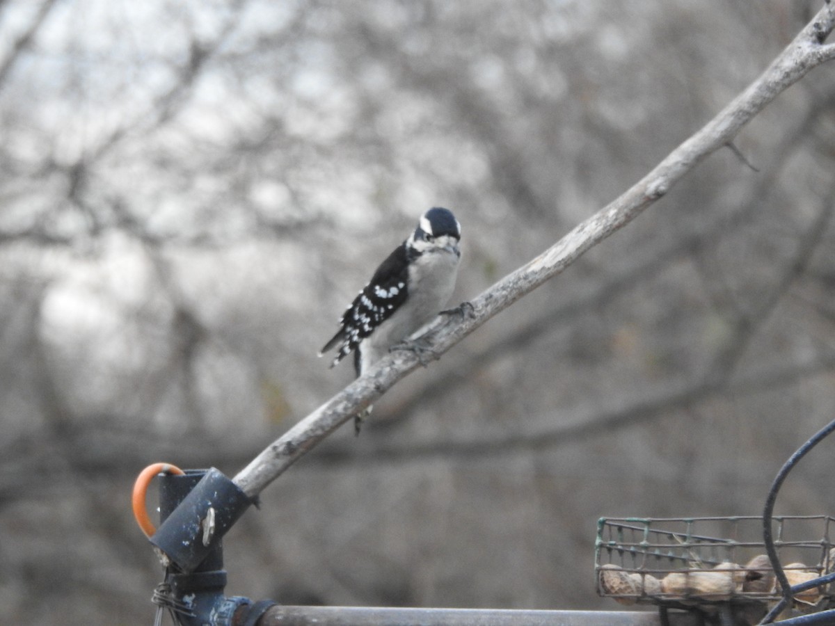 Downy Woodpecker - ML647157320