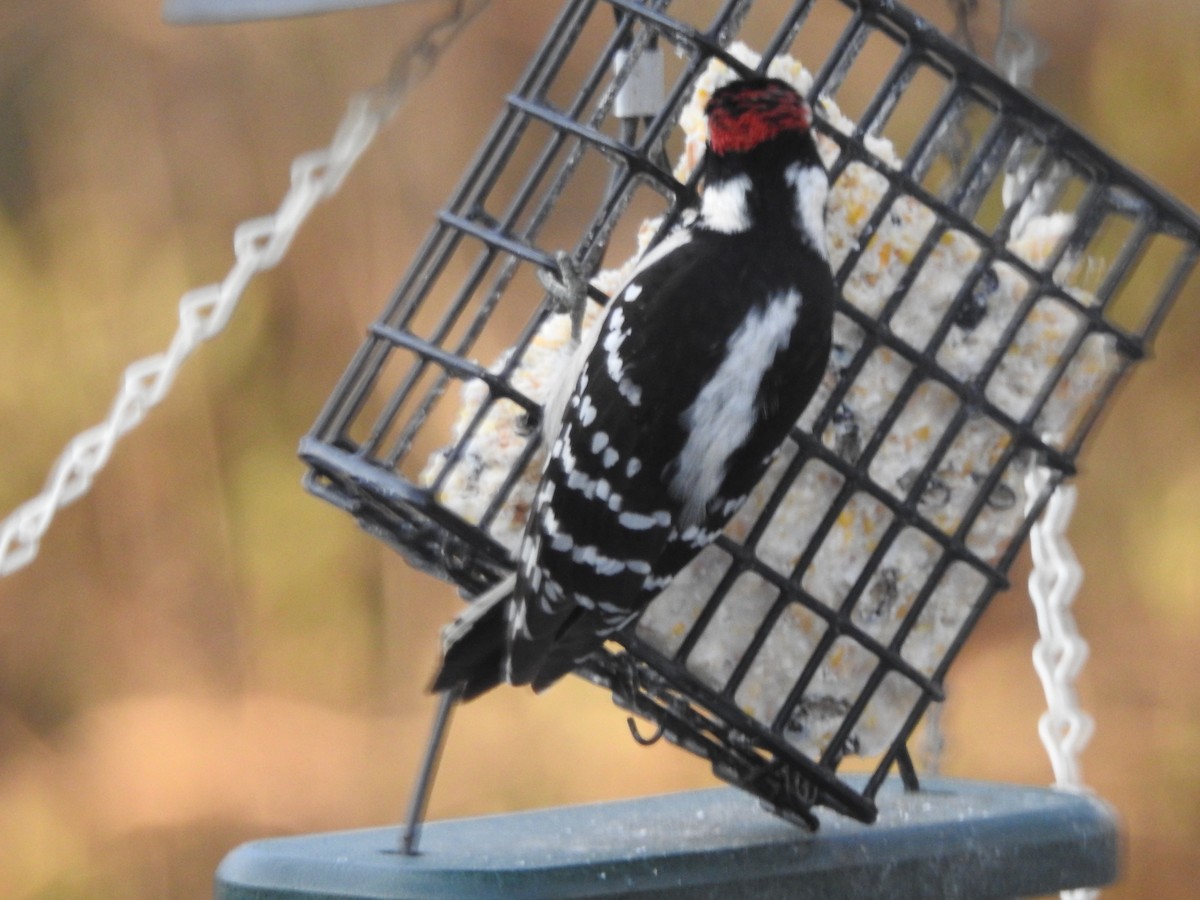 Downy Woodpecker - ML647157321
